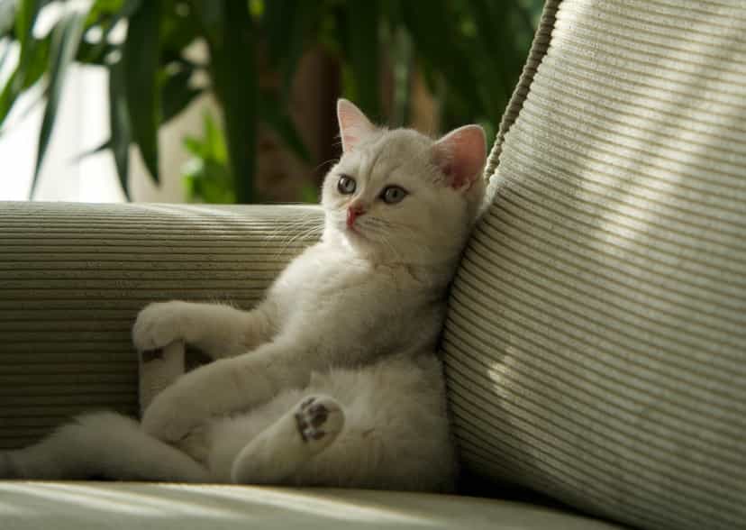 Cat Cafe