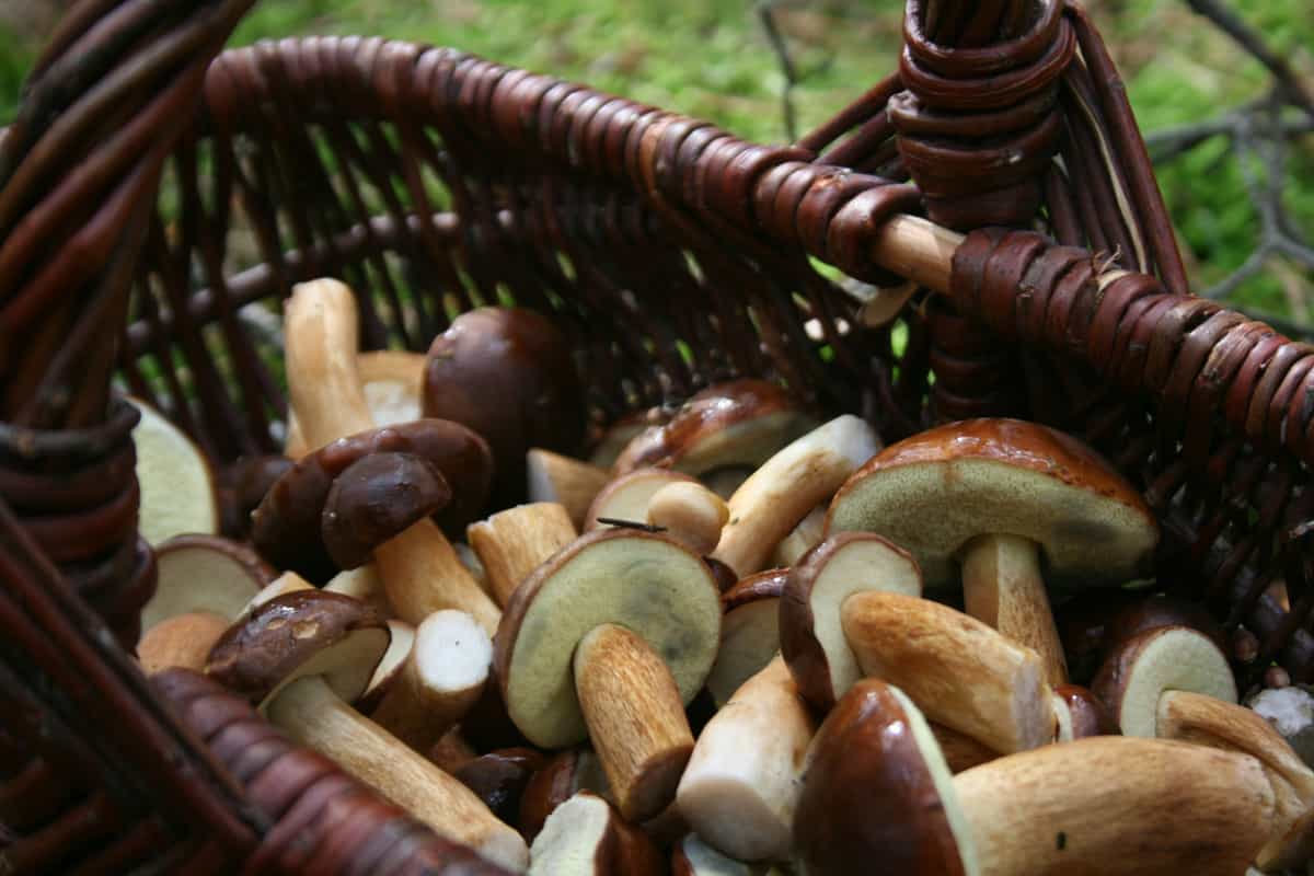 Foraging Adventure
