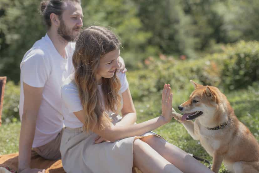 Puppy Rental